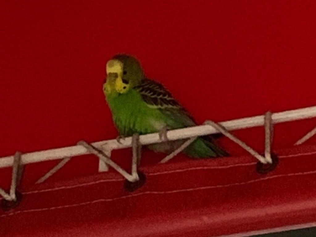 目撃された鳥 目撃された鳥