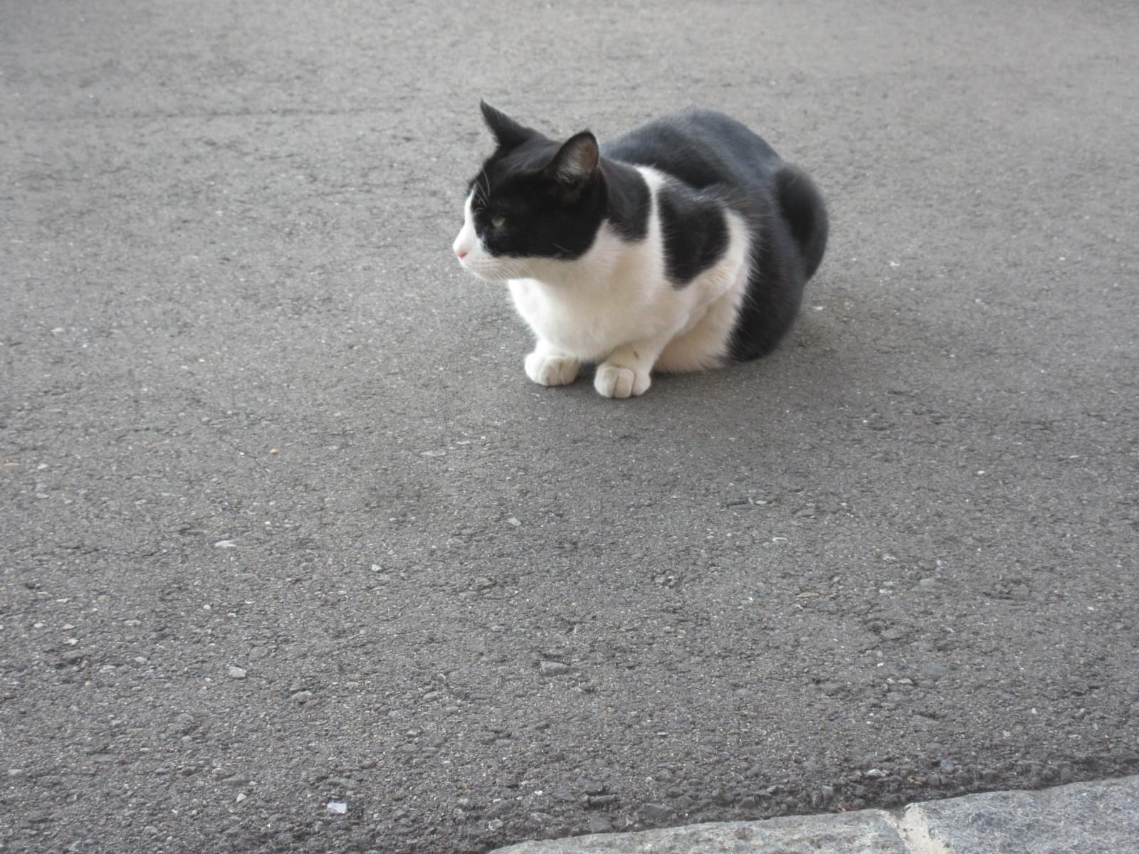 目撃された猫 目撃された猫