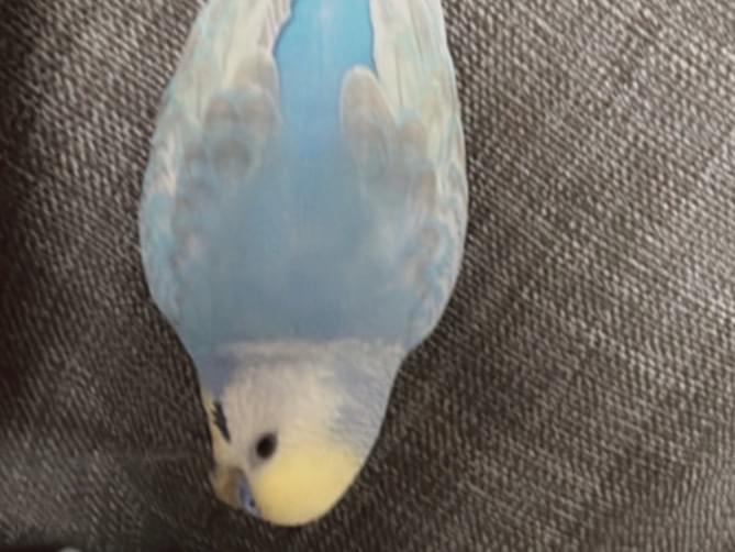 やきさばちゃん やきさばちゃん