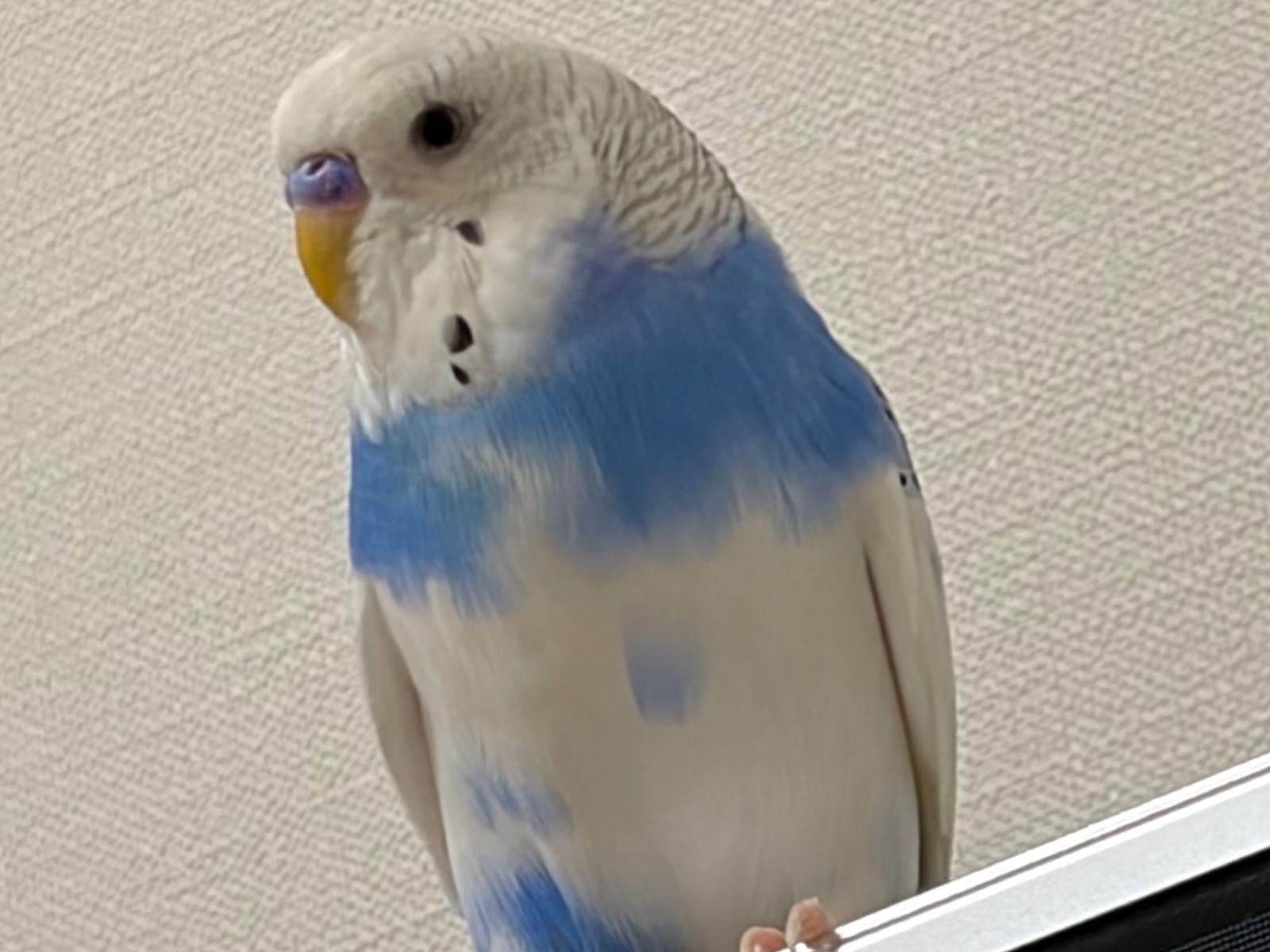 スイちゃん スイちゃん