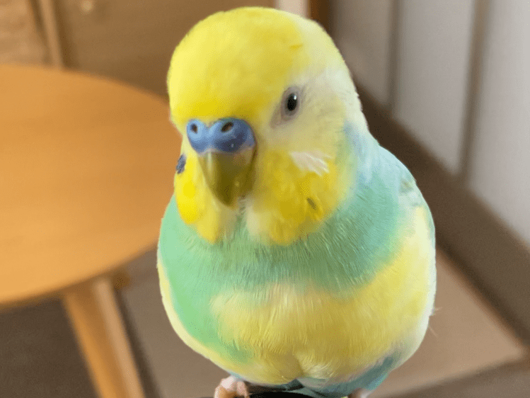 ぽぽちゃん ぽぽちゃん