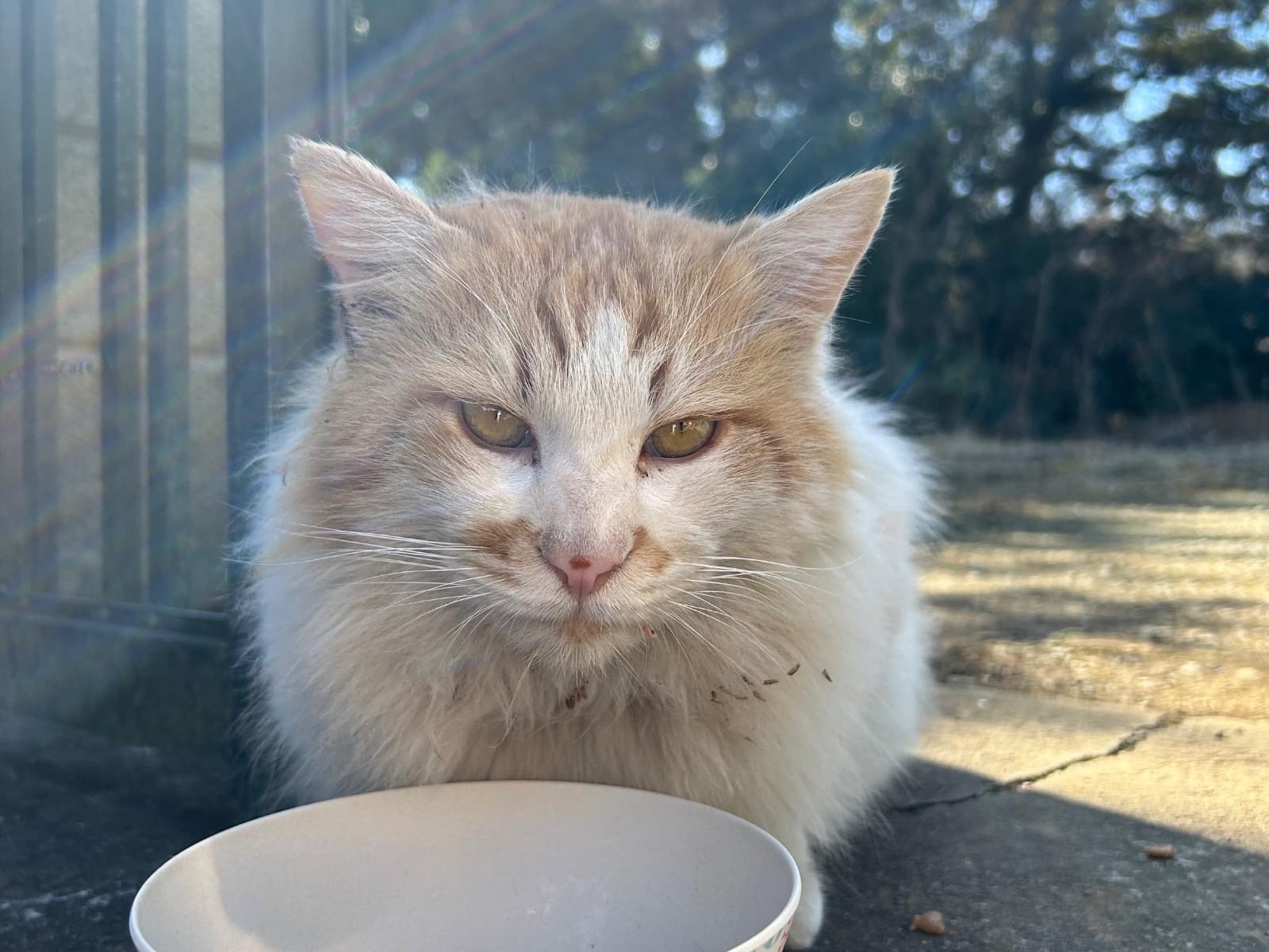 目撃された猫 目撃された猫