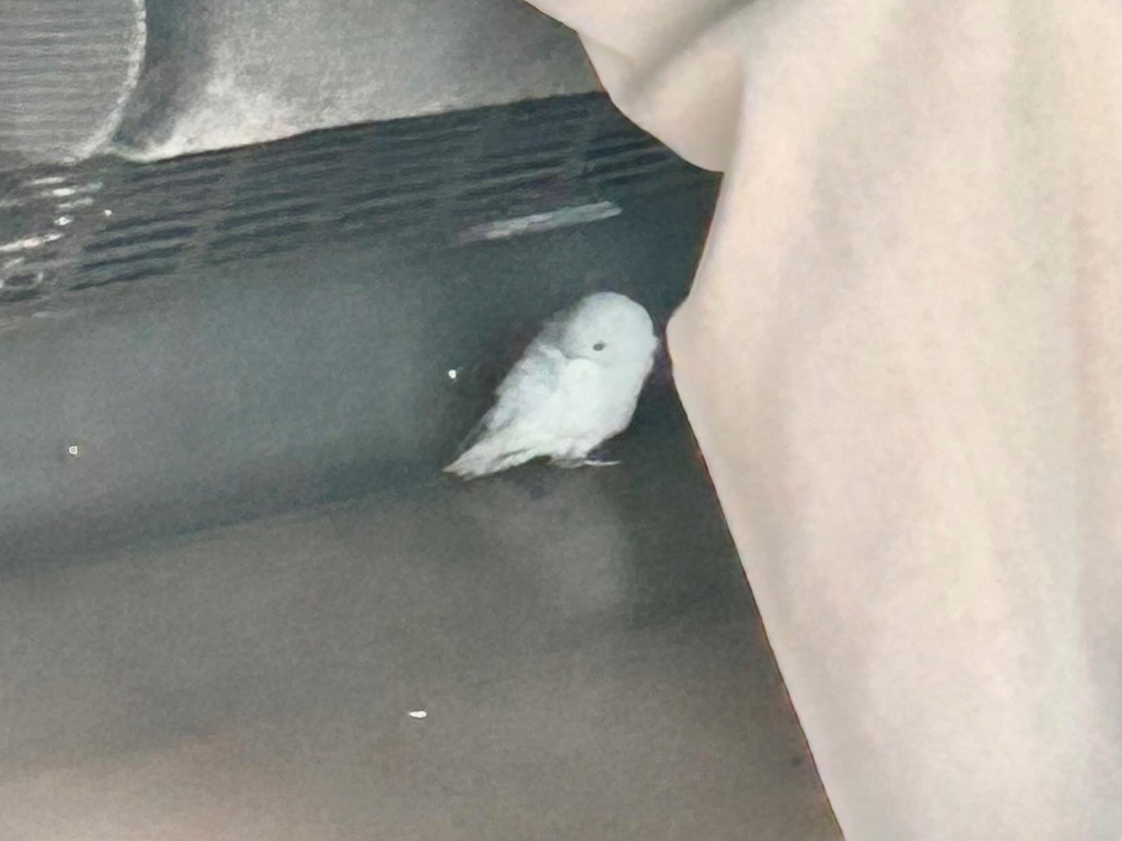 保護された鳥 保護された鳥
