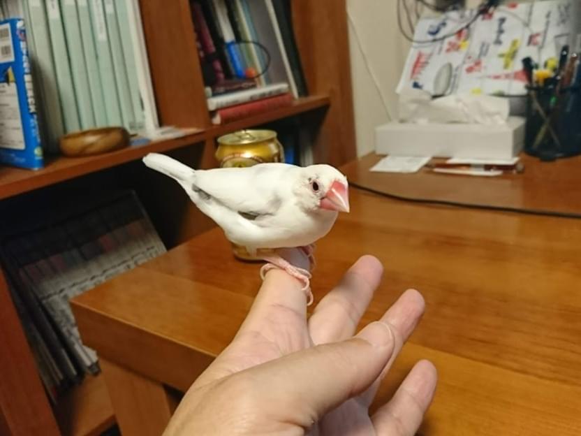 おーちゃん おーちゃん