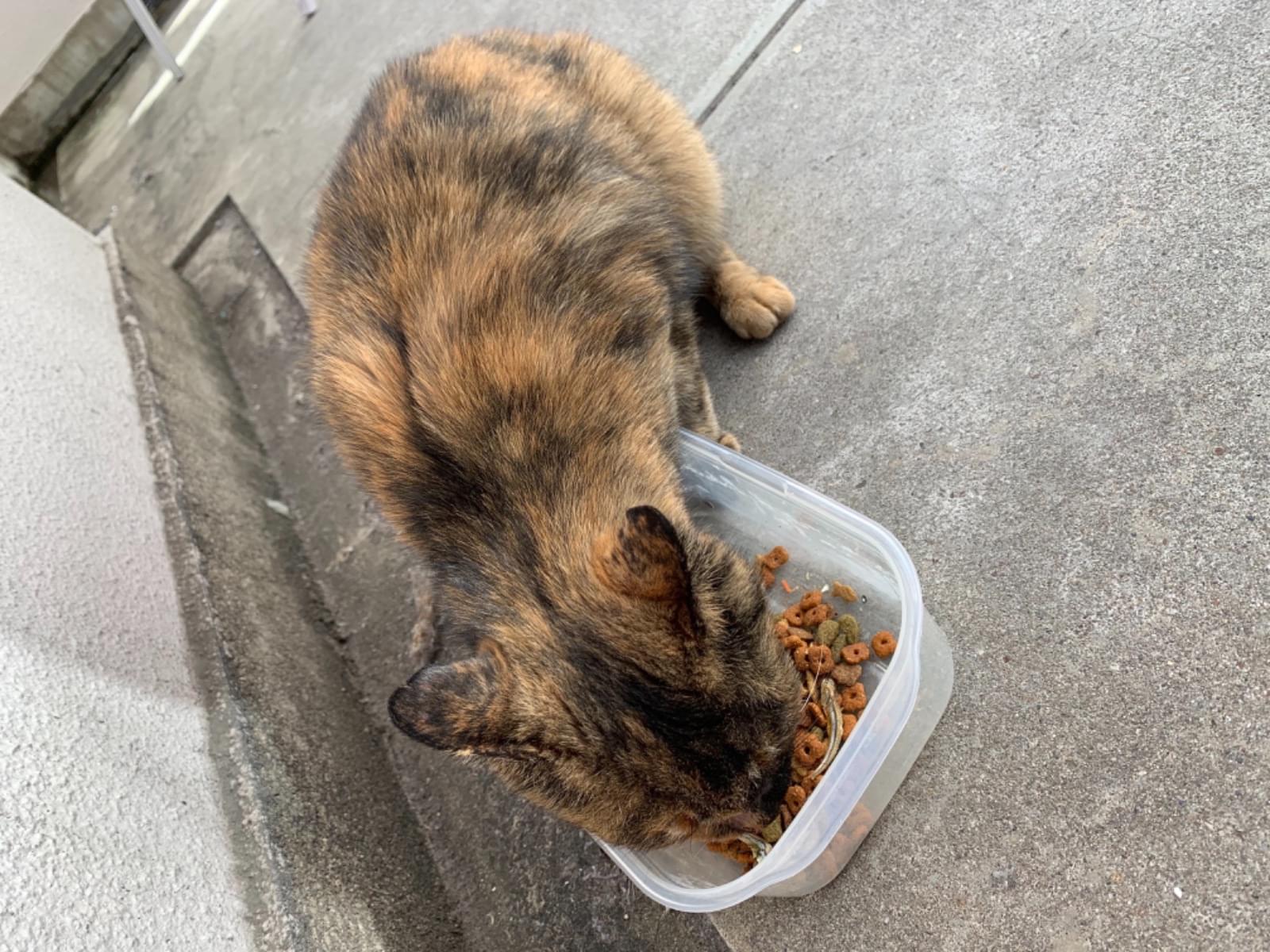 保護された猫 保護された猫