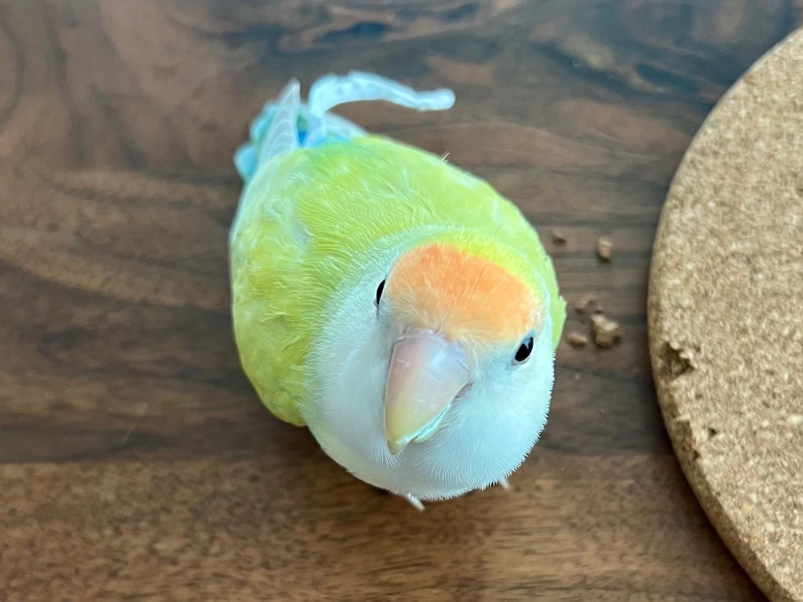 ひめちゃん ひめちゃん