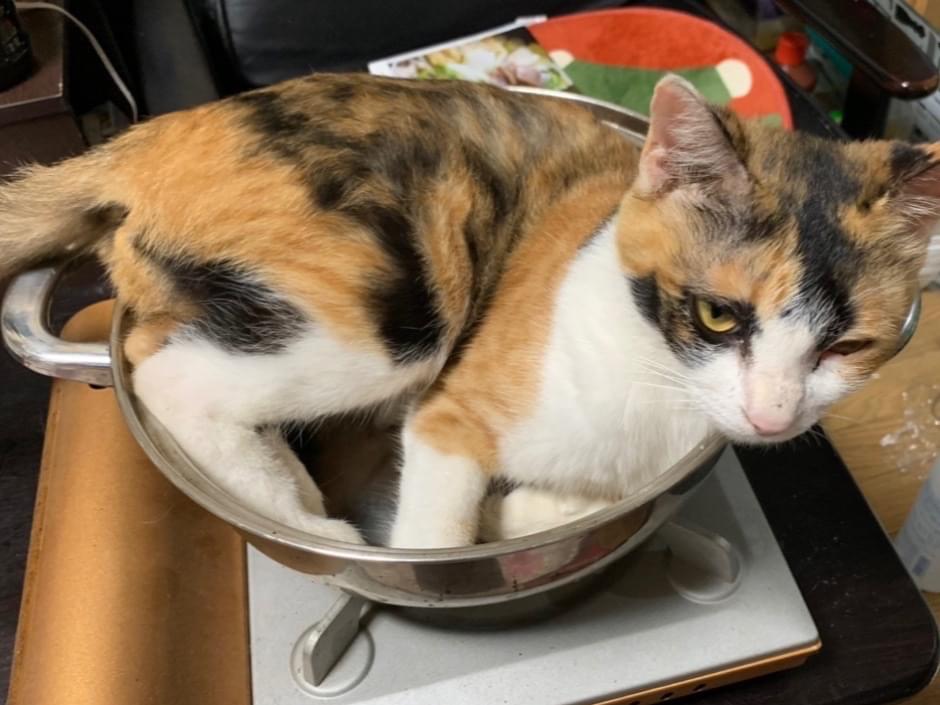 ここちゃん ここちゃん