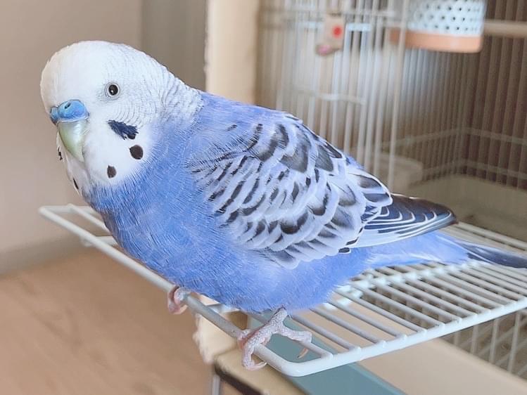 ぴーくんちゃん ぴーくんちゃん