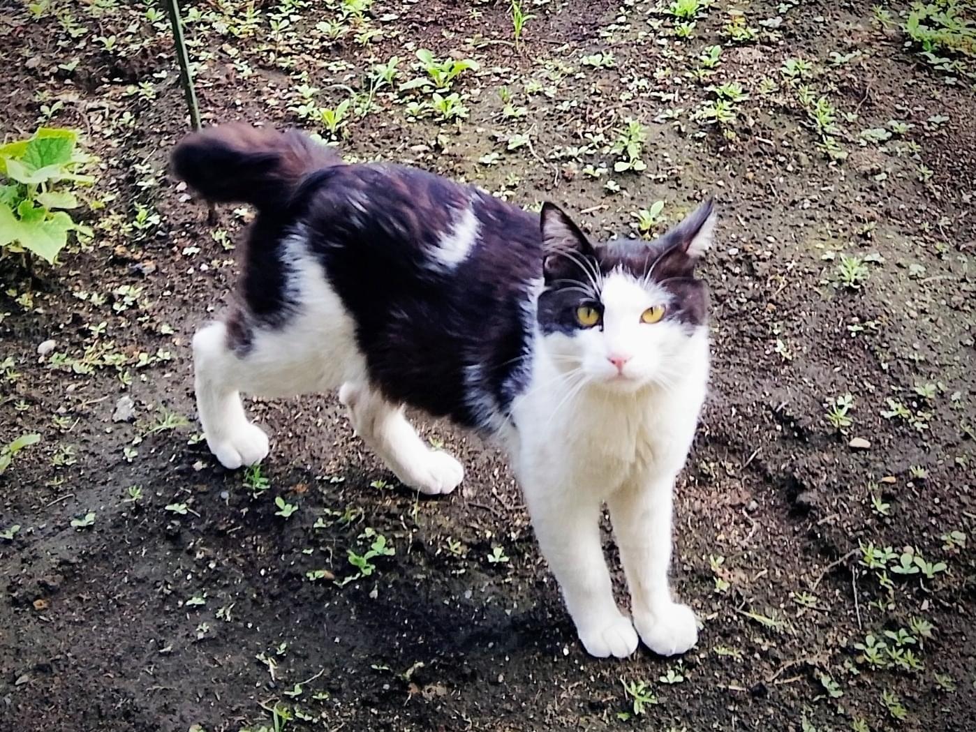 目撃された猫 目撃された猫