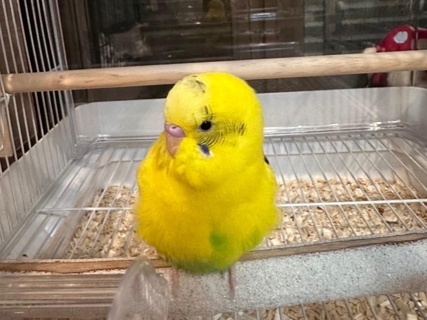 げんきちゃん げんきちゃん