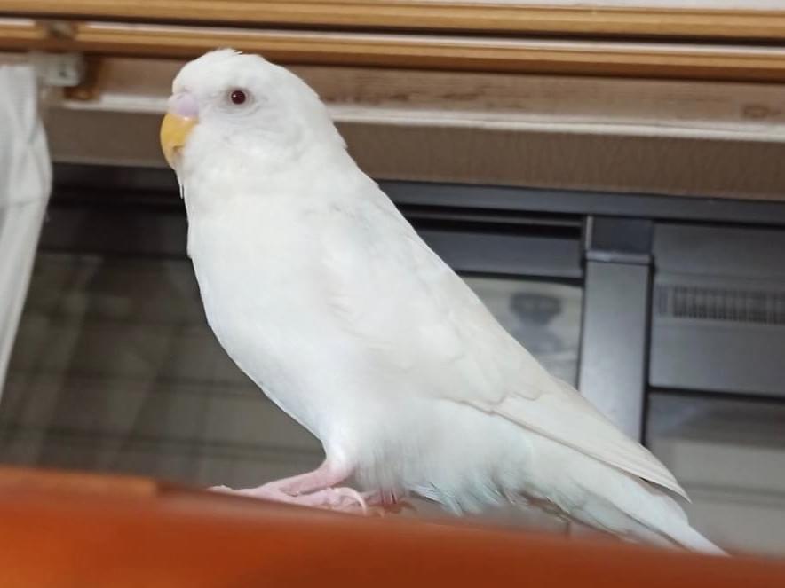 はくちゃん はくちゃん