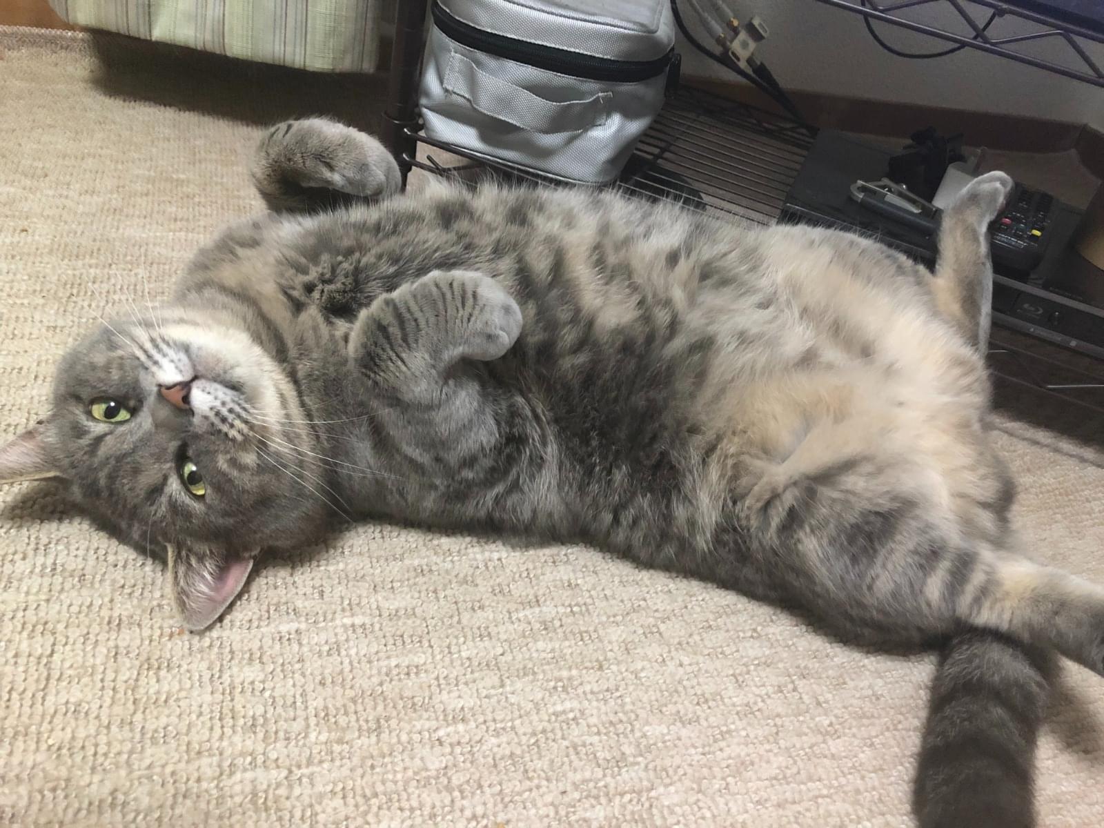 ジロちゃん ジロちゃん
