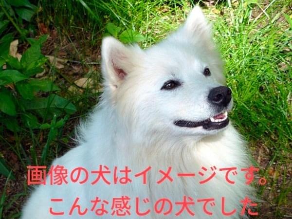 目撃された犬 目撃された犬