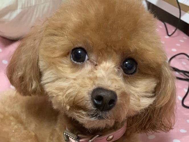 ひなきちゃん ひなきちゃん