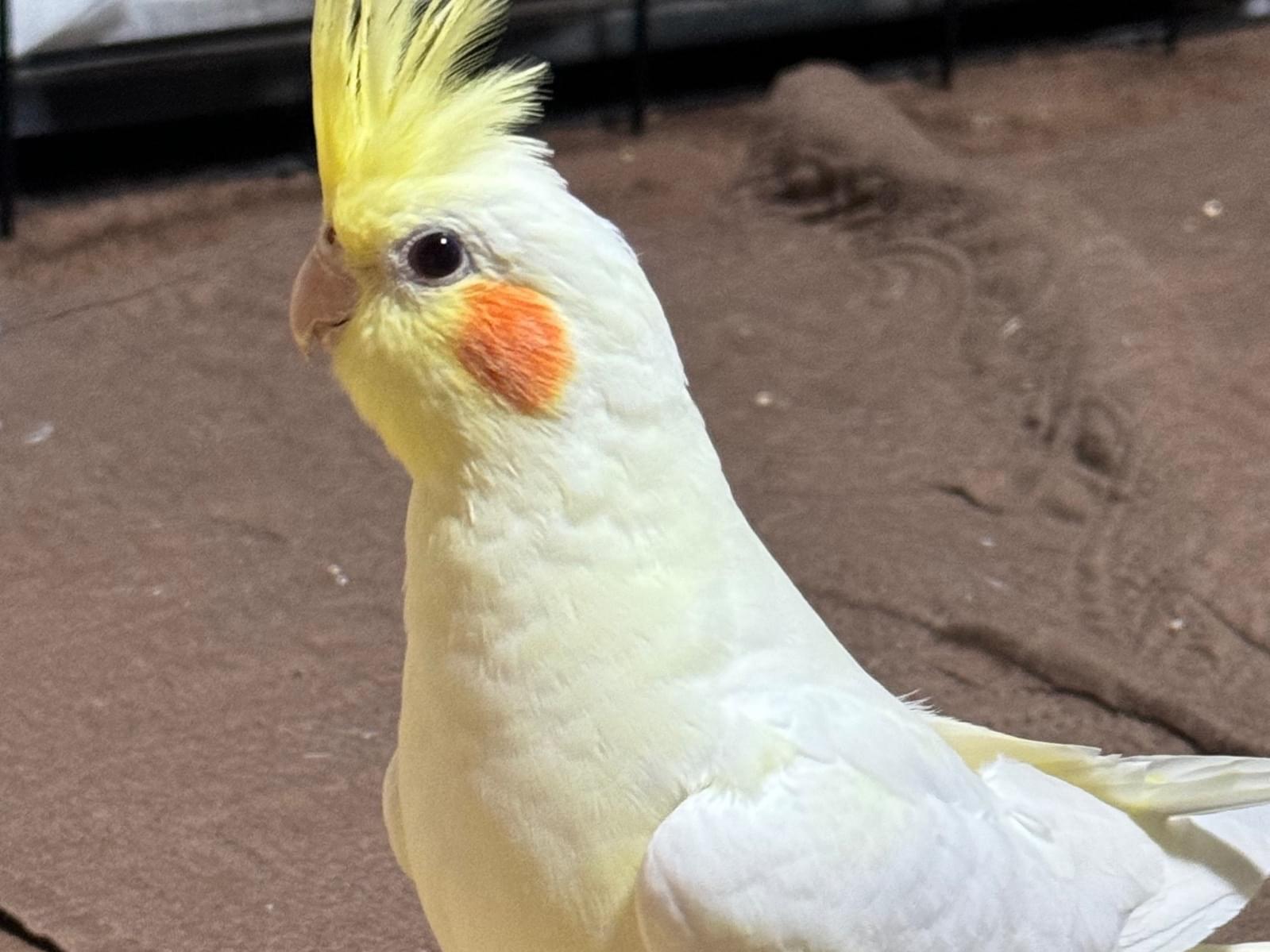 オルチャンちゃん オルチャンちゃん