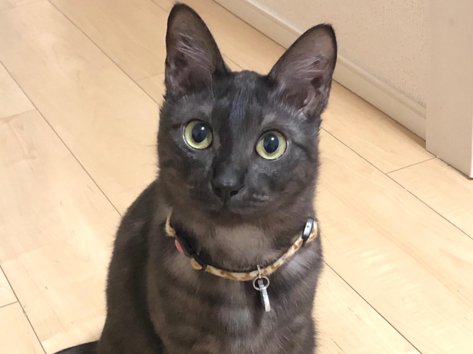 ニコちゃん ニコちゃん