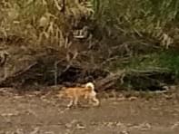 目撃された犬 目撃された犬