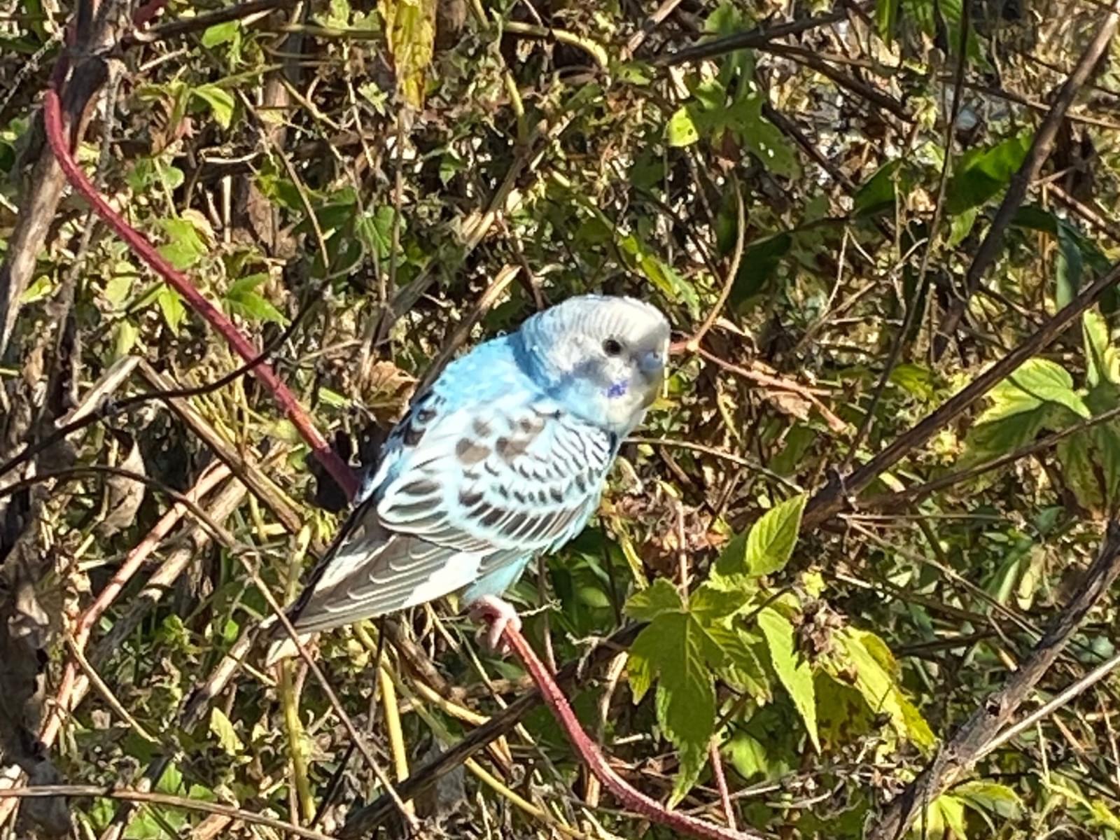 目撃された鳥 目撃された鳥