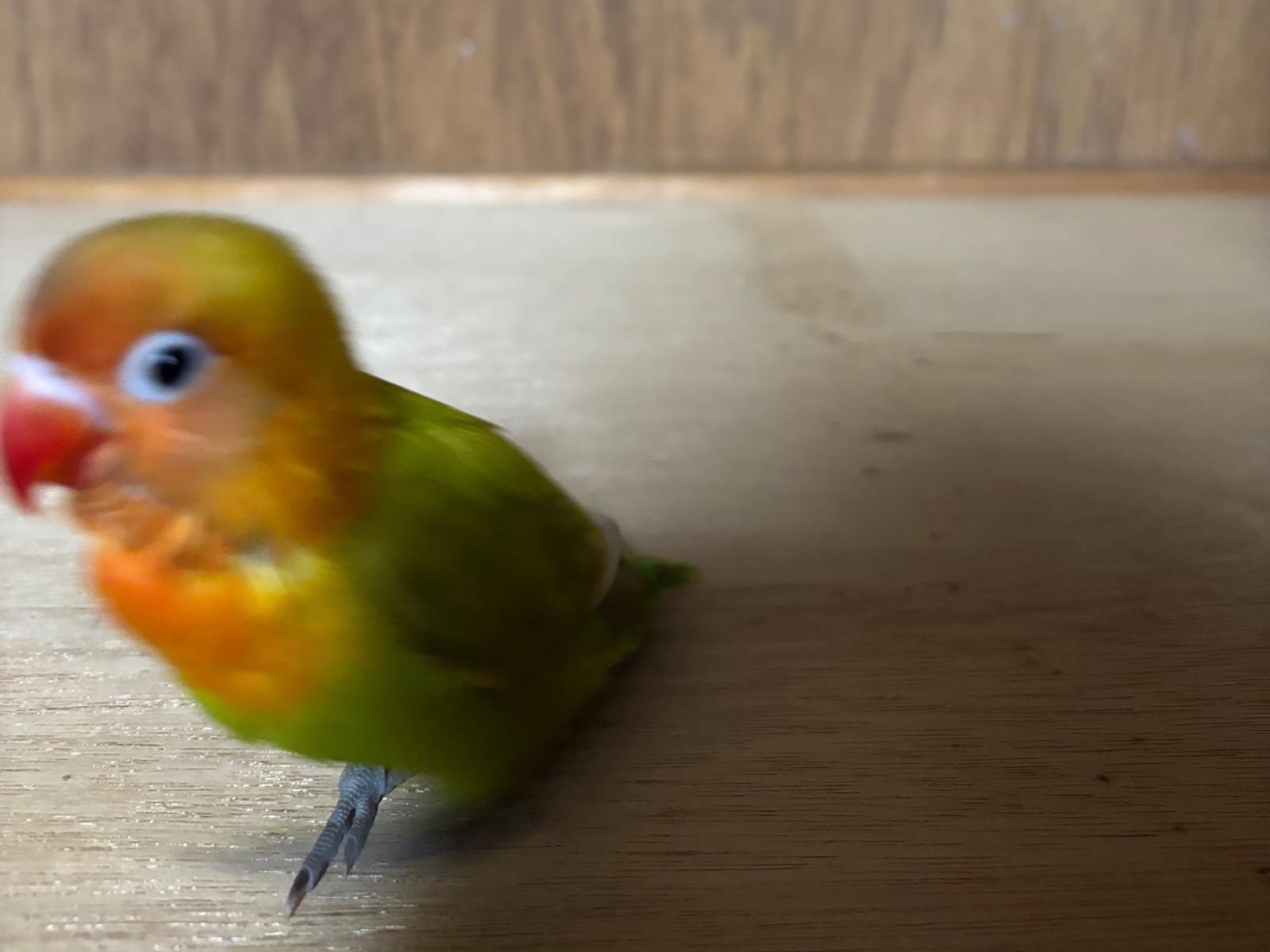 じろうちゃん じろうちゃん