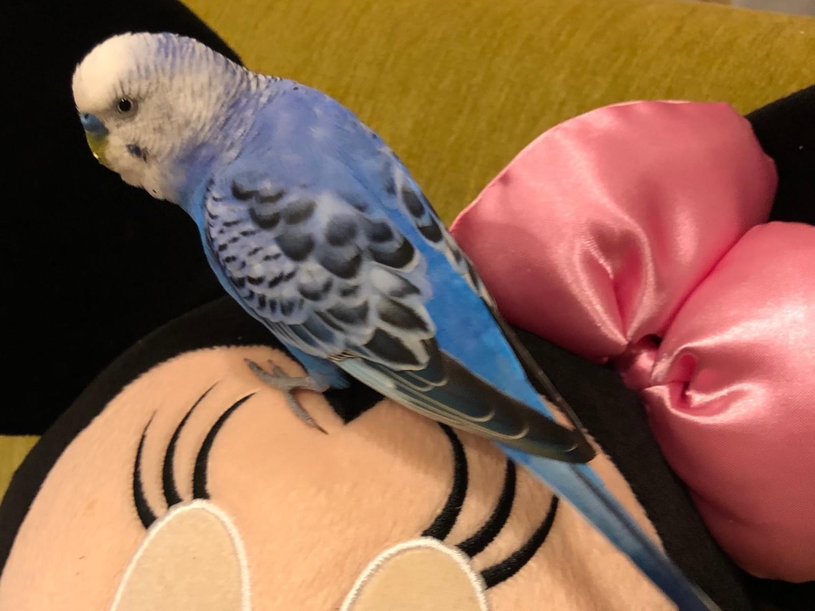ポコちゃん ポコちゃん