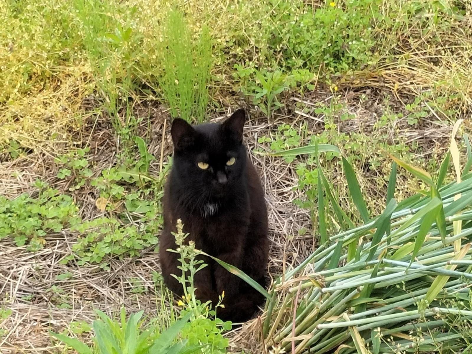 目撃された猫 目撃された猫