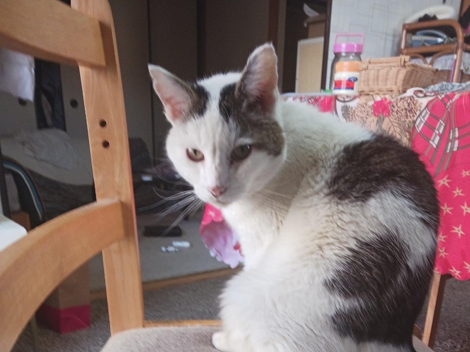 チロちゃん チロちゃん