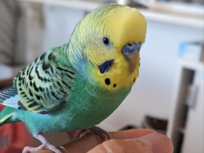 保護された鳥 保護された鳥