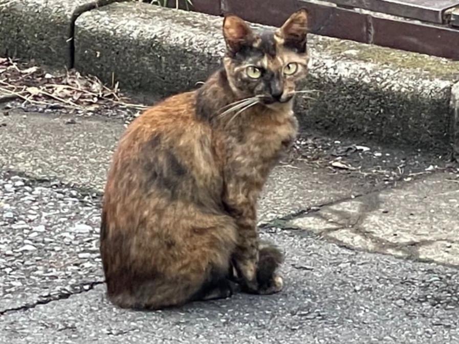 目撃された猫 目撃された猫