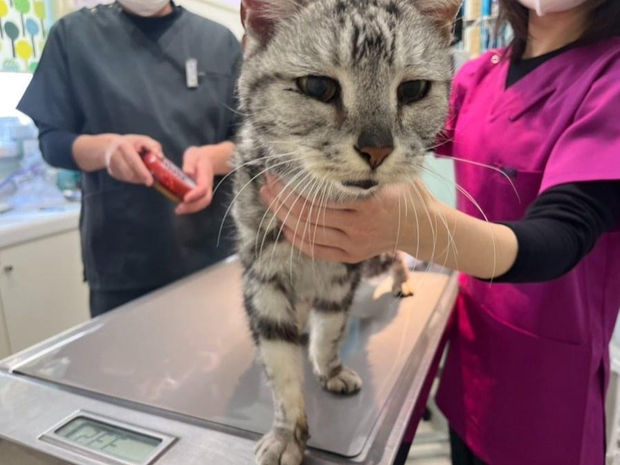 保護された猫 保護された猫