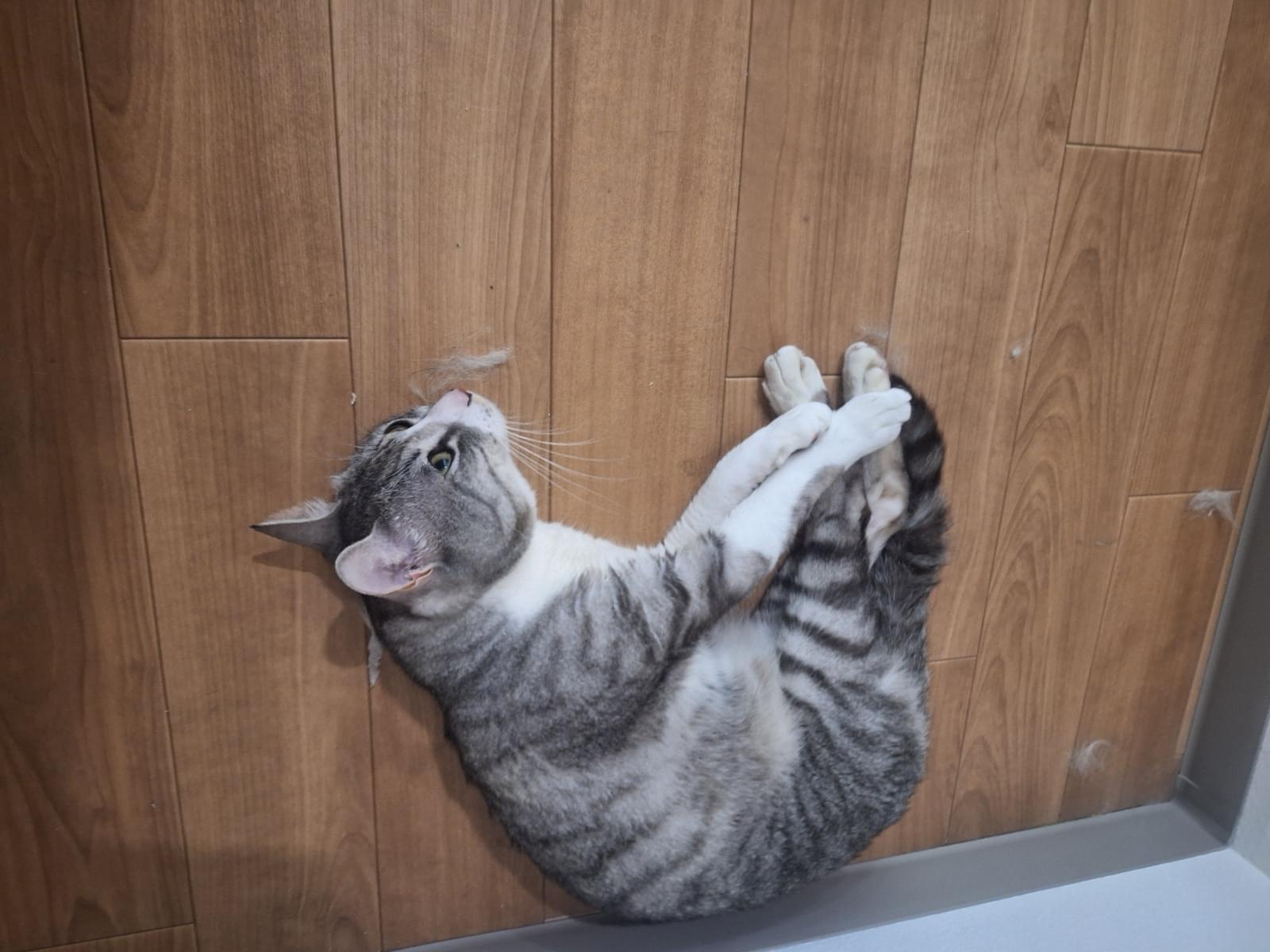 ミーちゃん ミーちゃん