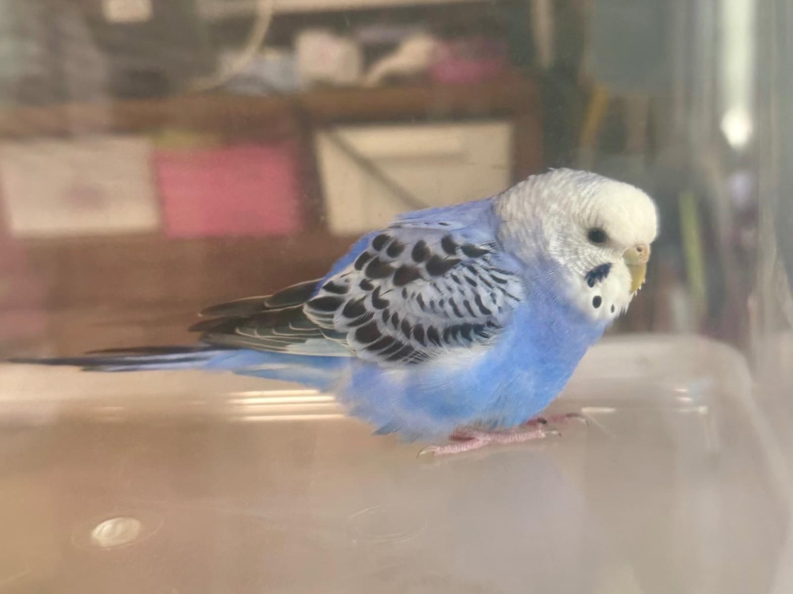 保護された鳥