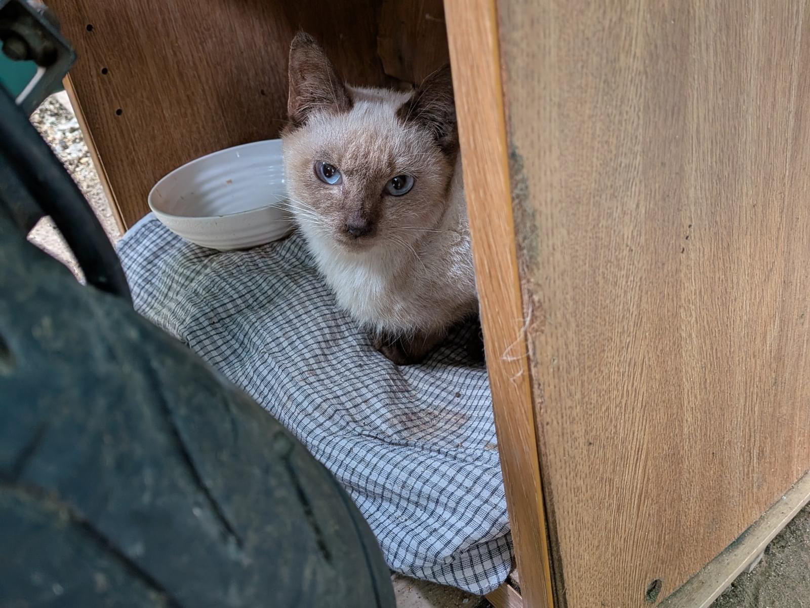 目撃された猫
