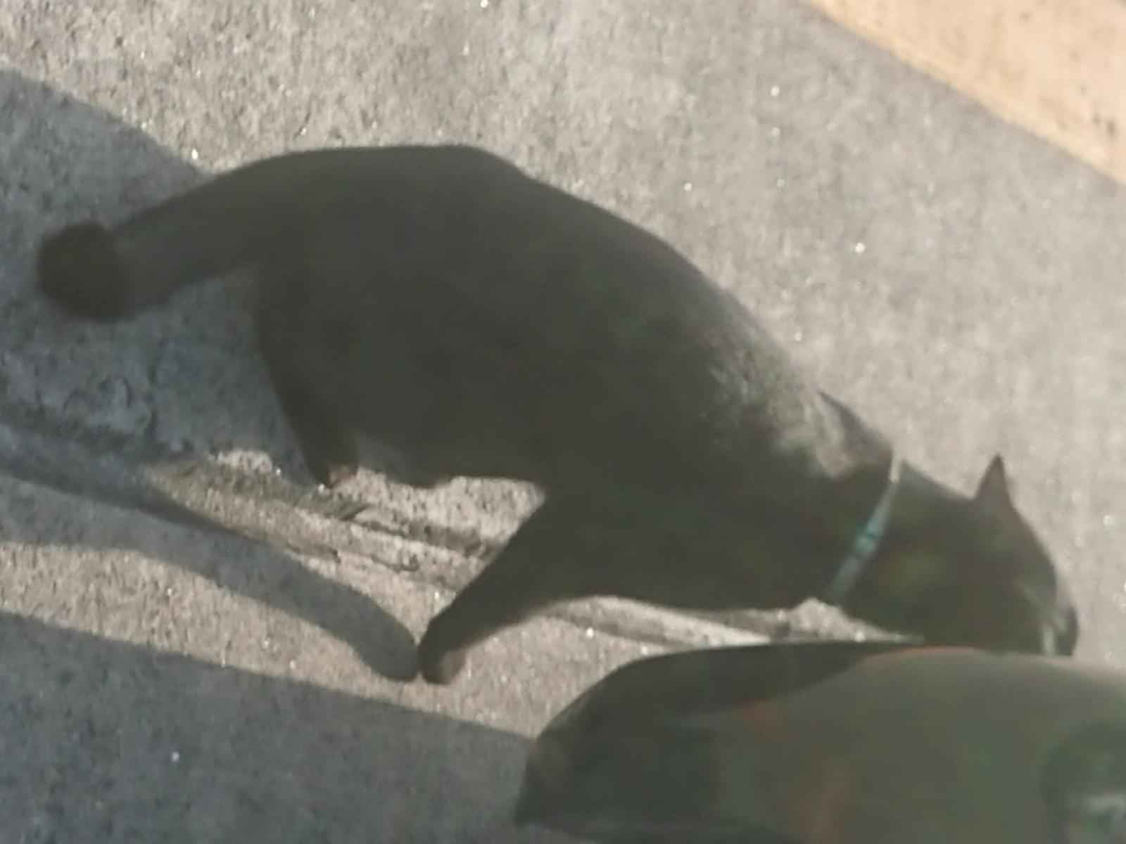 目撃された猫 目撃された猫