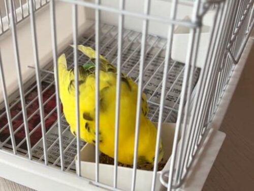 人慣れしたセキセイインコ【川崎市高津区】
