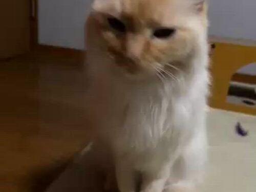 耳とお顔が茶色の白猫ちゃん