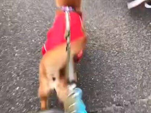 広島県東広島市】赤いハーネス⚠️茶色犬迷子⚠️