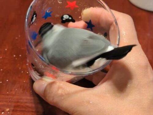 頭が黒でグレーの桜文鳥
