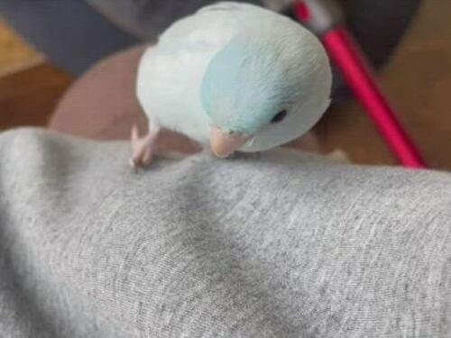 水色のマメルリハインコを探しています