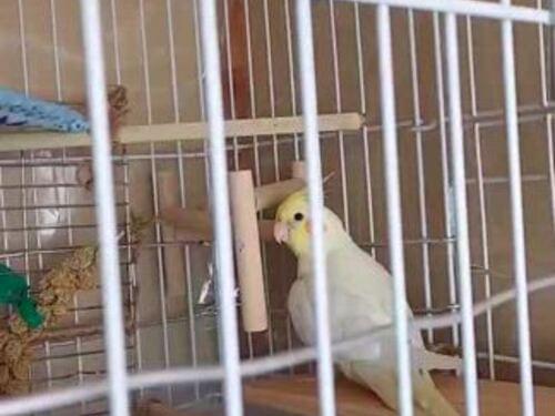 オカメインコ 男の子 7ヶ月