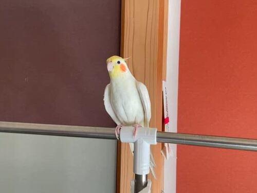 大津市で迷子のオカメインコを探しています