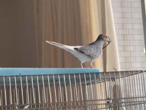 鳩ポッポちゃん セレクト 大好きな飼育員さんが来てくれて大喜びのハシビロコウふたば