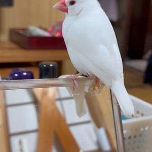 白文鳥を探しています