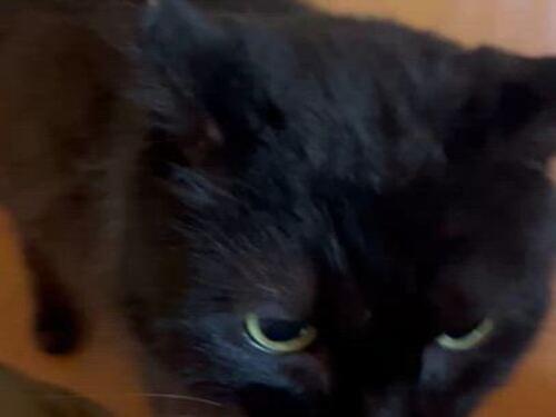 脱走しました。黒猫探してます