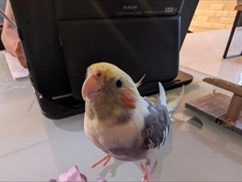 オカメインコ、グレー、黄色の柄(パイド柄)